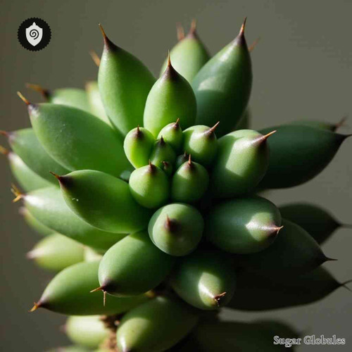 Euphorbia Lomelii sugar orbs in uniform spherical format for energetic homeopathic (nonmedical) dry-form presentation