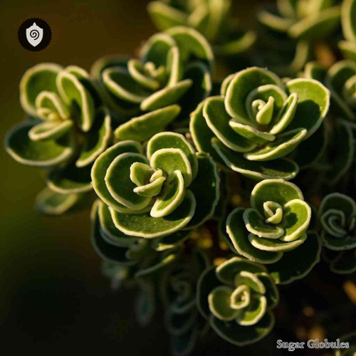 Euphorbia Marginata sugar spheres in compact orb form for energetic homeopathic (nonmedical) dry-form presentation and storage