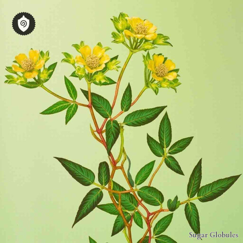 Euphorbia Peplus sugar spheres in compact orb form for precise energetic homeopathic (nonmedical) pellet distribution