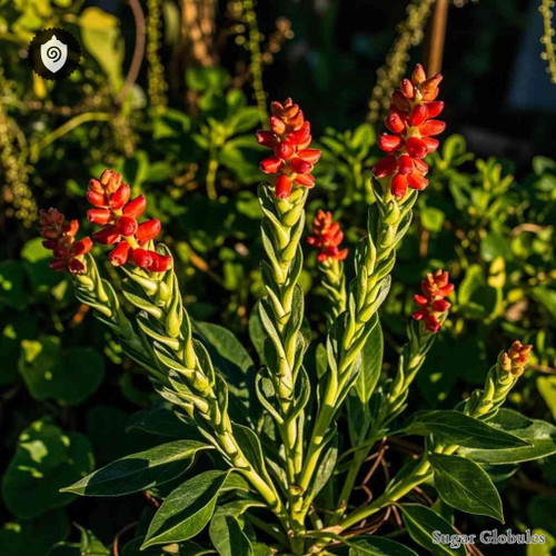 Euphorbia Tithymaloides sugar spheres in uniform granule form for energetic homeopathic (nonmedical) dry-form presentation