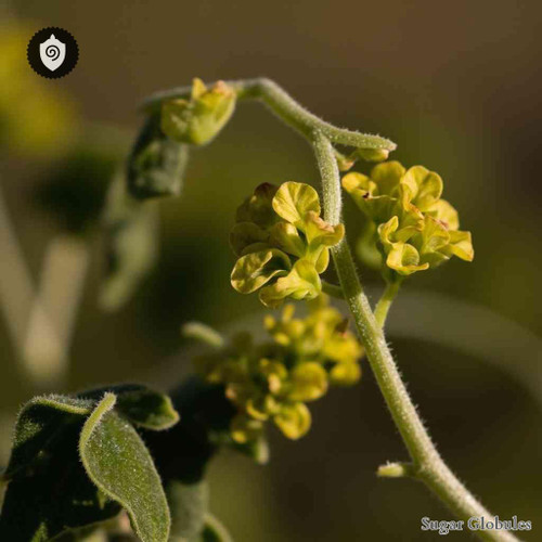 Euphorbia Villosa sugar granules in orb format for energetic homeopathic (nonmedical) dry-form presentation and standard storage