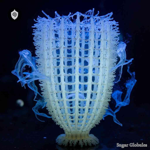 Euplectella Aspergillum sugar spheres in uniform granular form for energetic homeopathic (nonmedical) dry-form presentation