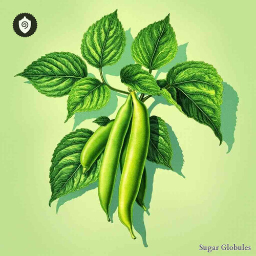 Faba Vulgaris sugar spheres in pellet form, finely crafted for precise energetic homeopathic (nonmedical) presentation