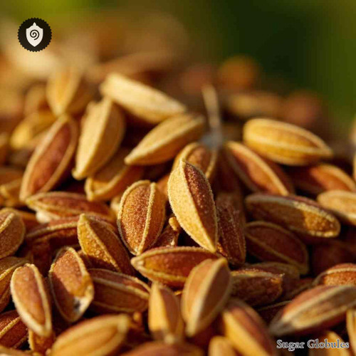 Fagopyrum Esculentum sugar granules in orb form for energetic homeopathic (nonmedical) solid-state presentation