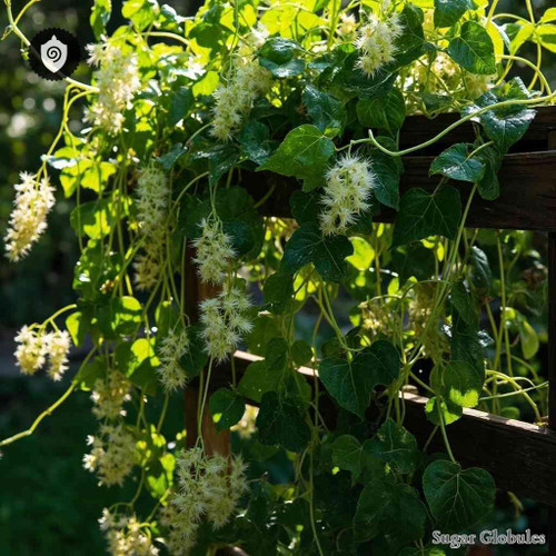 Fallopia Baldschuanica sugar spheres in pellet form for energetic homeopathic (nonmedical) presentation and dry storage