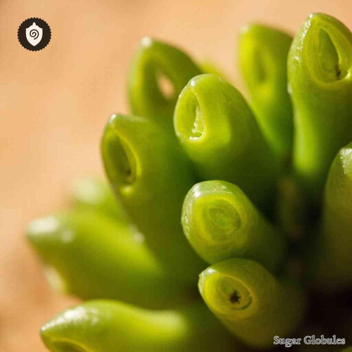 Fenestraria Rhopalophylla sugar spheres in uniform pellet format for energetic homeopathic (nonmedical) dry-form presentation