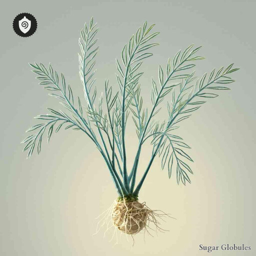Ferula Glauca Radix sugar spheres in orb format for energetic homeopathic (nonmedical) dry form presentation and storage