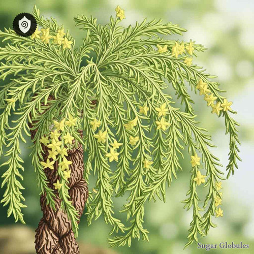 Ferulago Serpentinica sugar spheres in uniform orb form for energetic homeopathic (nonmedical) remedy presentation and storage