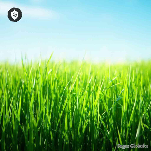 Festuca Elatior sugar spheres in uniform orb form for energetic homeopathic (nonmedical) dry-form presentation and storage