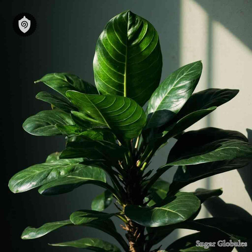 Ficus Elasticus sugar spheres in precise spherical form for energetic homeopathic (nonmedical) dry-form product presentation