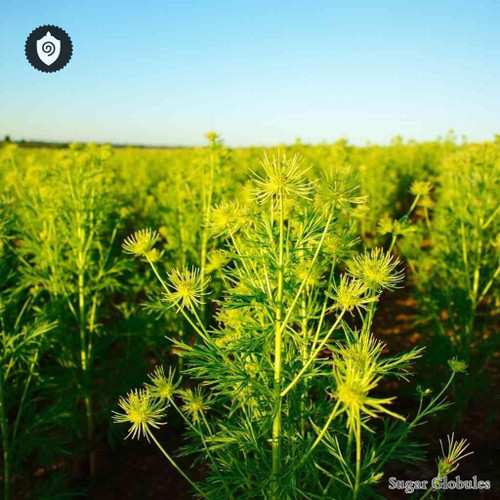 Foeniculum Sativum sugar spheres in uniform pellet form for energetic homeopathic (nonmedical) dry-form presentation and storage