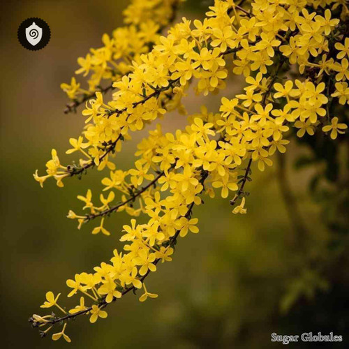 Forsythia Suspensa sugar spheres in compact orb form for energetic homeopathic (nonmedical) dry storage and physical presentation