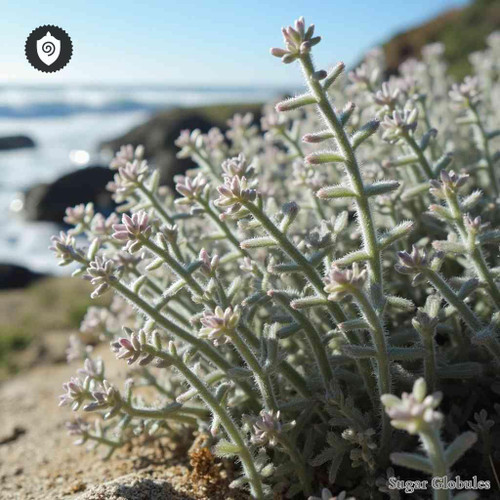 Frankenia Hirsuta sugar spheres in dry granular form for standard energetic homeopathic (nonmedical) physical remedy presentation