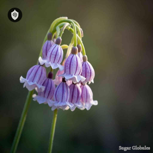 Fritillaria Thunbergii sugar spheres in precise orb form for energetic homeopathic (nonmedical) dry-form product presentation