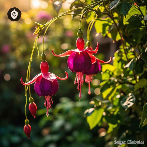 Fuchsia Fulgens sugar spheres in compact orb form for energetic homeopathic (nonmedical) ingredient presentation and storage