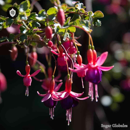 Fuchsia Microphylla sugar orbs in uniform pellet form for energetic homeopathic (nonmedical) physical product presentation