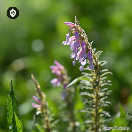 Fumaria Officinalis sugar spheres in consistent orb format for energetic homeopathic (nonmedical) dry-form presentation and storage