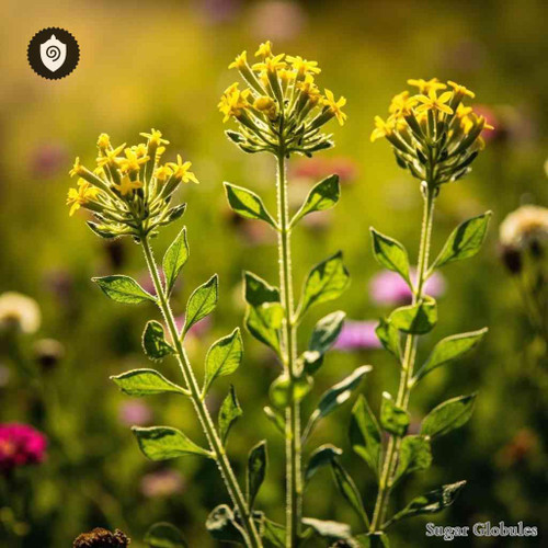 Galium Cruciata sugar spheres in compact orb format for energetic homeopathic (nonmedical) remedy physical presentation