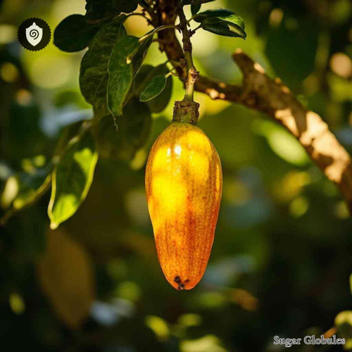 Garcinia Xanthochymus sugar spheres in uniform granule format for energetic homeopathic (nonmedical) dry-form presentation