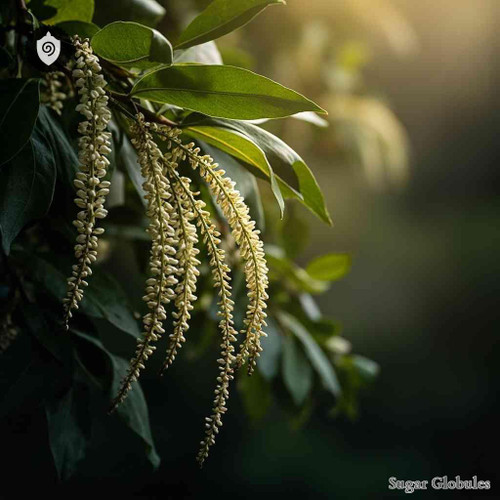 Garrya Flavescens sugar spheres in precise pellet form for energetic homeopathic (nonmedical) dry-form presentation