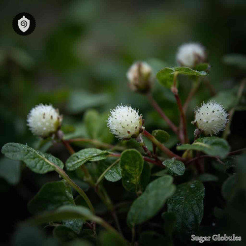 Gaultheria Hispidula sugar spheres in granular form for energetic homeopathic (nonmedical) dry presentation and physical remedy display