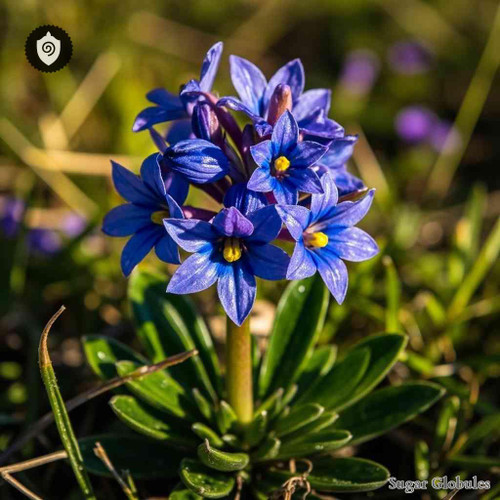 Gentiana Dinarica sugar spheres in pellet form for energetic homeopathic (nonmedical) dry-form presentation and storage