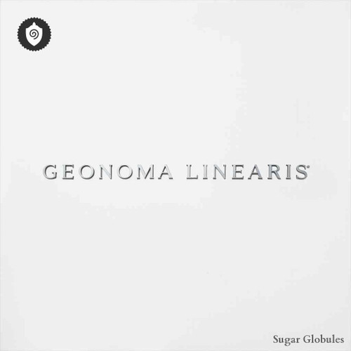 Geonoma Linearis sugar spheres in compact orb form for precise energetic homeopathic (nonmedical) product presentation