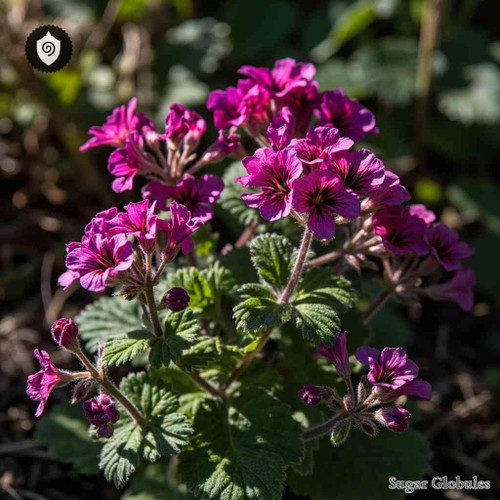 Geranium Aristatum sugar spheres in precise orb format for energetic homeopathic (nonmedical) dry-form presentation and storage