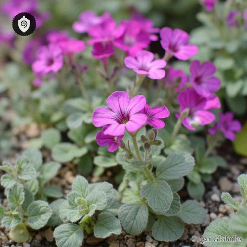 Geranium Cinereum sugar spheres in compact orb format for energetic homeopathic (nonmedical) dry-form presentation and storage