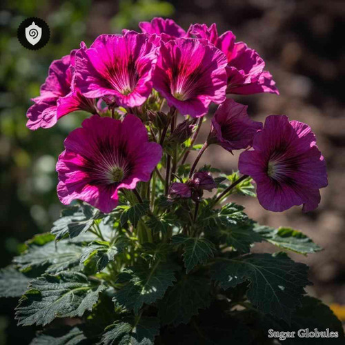 Geranium Maderense sugar spheres in compact orb form for energetic homeopathic (nonmedical) dry storage and physical presentation