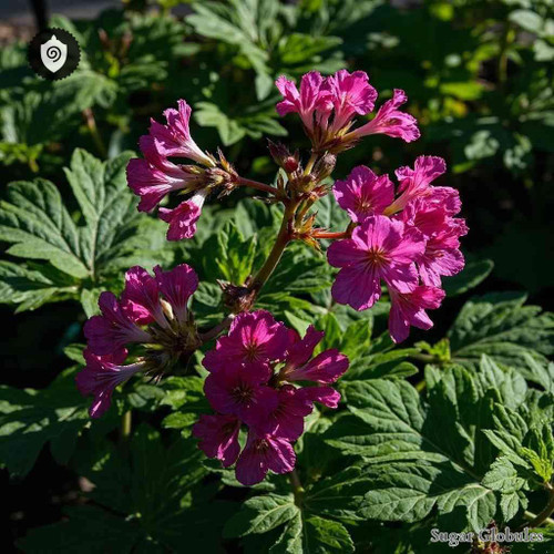 Geranium Palmatum sugar spheres in granular orb form for energetic homeopathic (nonmedical) dry presentation and storage