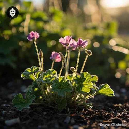 Geranium Pusillum sugar spheres in spherical granule format for energetic homeopathic (nonmedical) dry-form presentation