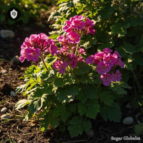 Geranium Traversii sugar granules in orb format for precise energetic homeopathic (nonmedical) dry-form presentation