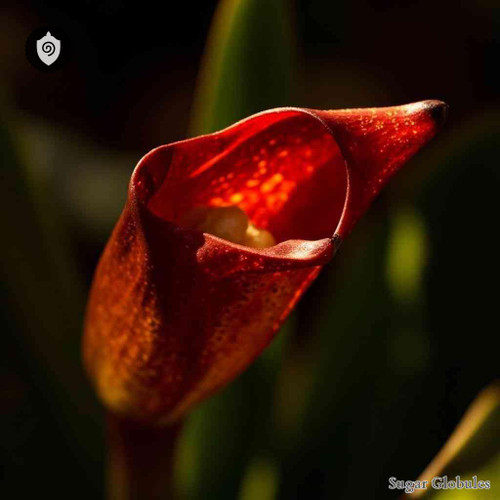 Gesneria Ventricosa sugar granules presented in orb format for energetic homeopathic (nonmedical) dry-form product display