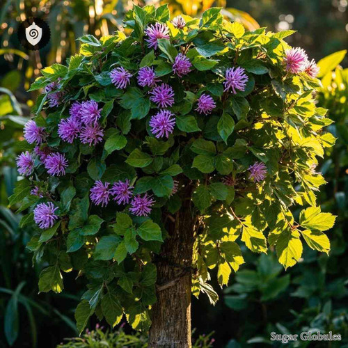 Gomphrena Arborescens sugar spheres in uniform orb form for energetic homeopathic (nonmedical) dry formulation and storage