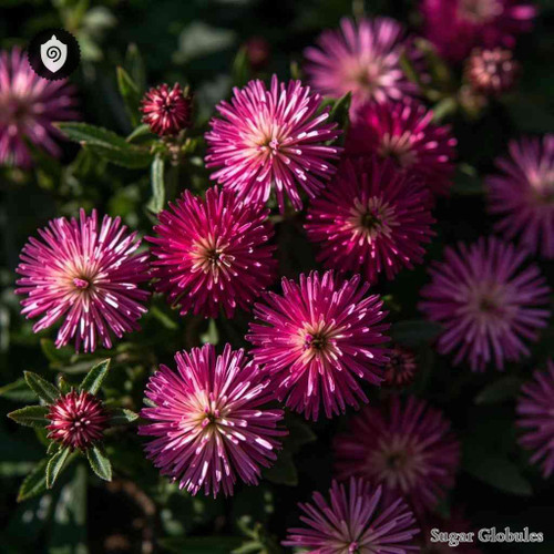 Gomphrena Serrata sugar orbs presented as uniform pellets for energetic homeopathic (nonmedical) dry-form storage and dosing