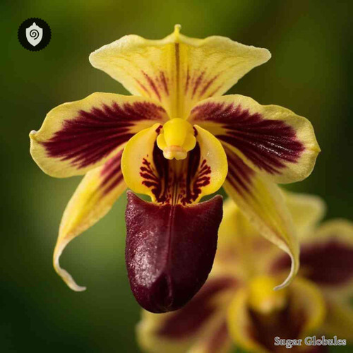 Gongora Quinquenervis sugar spheres in compact pellet form for energetic homeopathic (nonmedical) dry-form presentation and storage