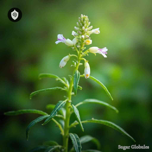 Gratiola Officinalis sugar spheres in granular orb form for energetic homeopathic (nonmedical) dry-form product presentation