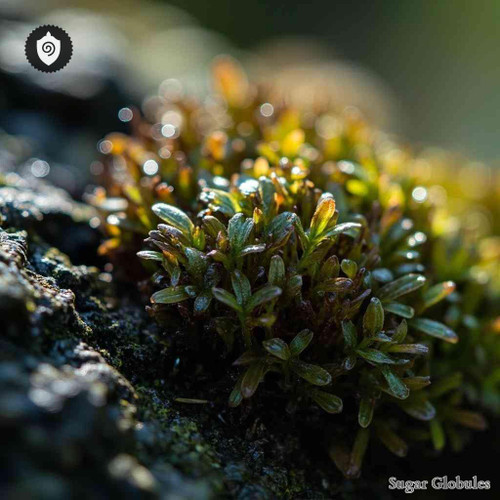 Grimmia Pulvinata sugar granules in spherical form for energetic homeopathic (nonmedical) dry-form packaging and storage