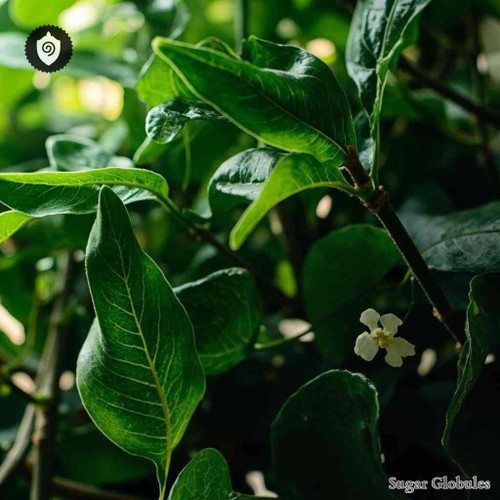 Guapira Eggersiana sugar orbs in spherical format for energetic homeopathic (nonmedical) dry product presentation