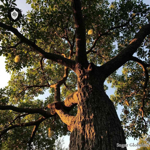 Gymnocladus Dioicus sugar spheres in uniform orb form for energetic homeopathic (nonmedical) physical remedy presentation