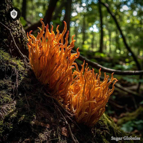 Gymnosporangium Sabinae sugar spheres in uniform orb form for energetic homeopathic (nonmedical) dry-form product presentation