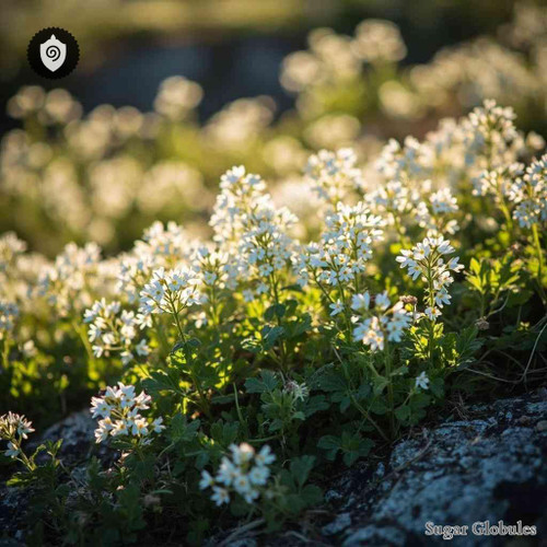 Gypssophila Cerastoides sugar granules in orb format for energetic homeopathic (nonmedical) pellet presentation and dry storage