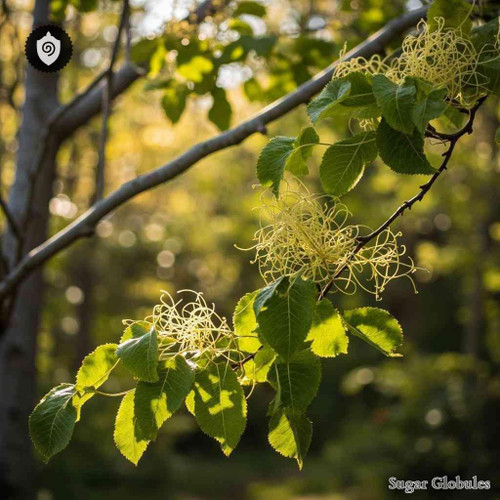 Hamamelis Virginiana sugar spheres in precise orb format for energetic homeopathic (nonmedical) dry-form presentation and storage