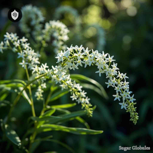 Hastingsia Alba sugar orbs in precise bead format for energetic homeopathic (nonmedical) dry-form presentation and storage