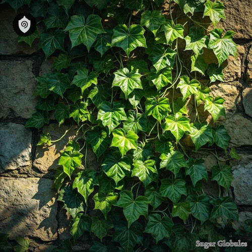 Hedera Helix sugar spheres in compact orb format for energetic homeopathic (nonmedical) dry-form presentation and storage