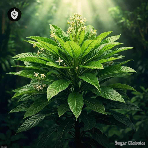 Hedyosmum Costaricense sugar spheres in precise pellet form for energetic homeopathic (nonmedical) dry storage presentation