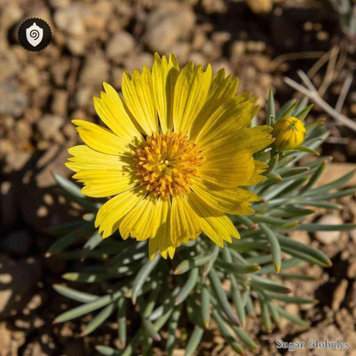 Helianthemum Apenniunum sugar spheres in spherical format for energetic homeopathic (nonmedical) physical product presentation