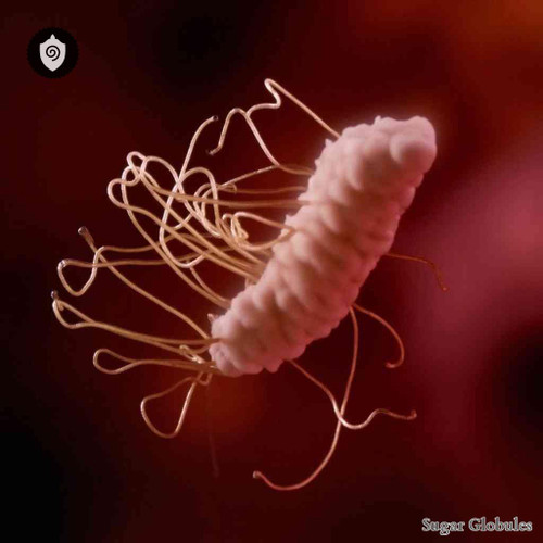 Helicobacter Pylori H.pylori sugar spheres in precise orb format for energetic homeopathic (nonmedical) remedy dry-form display