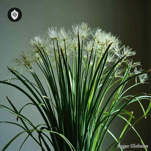 Helictotrichon Planiculme sugar granules in precise orb shape for energetic homeopathic (nonmedical) dry-form presentation